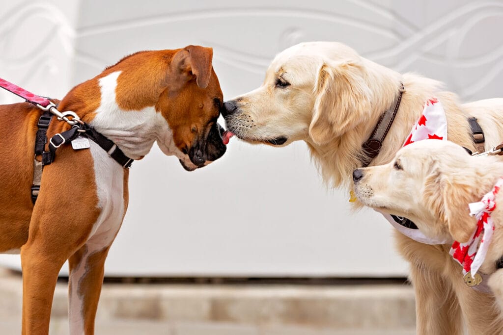 Dogs greet each other on leash in Whistler on Canada Day