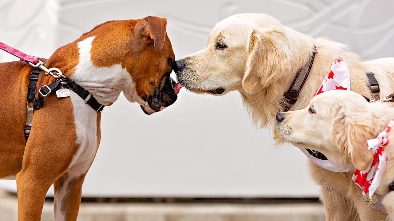 Dogs greet each other on leash in Whistler on Canada Day