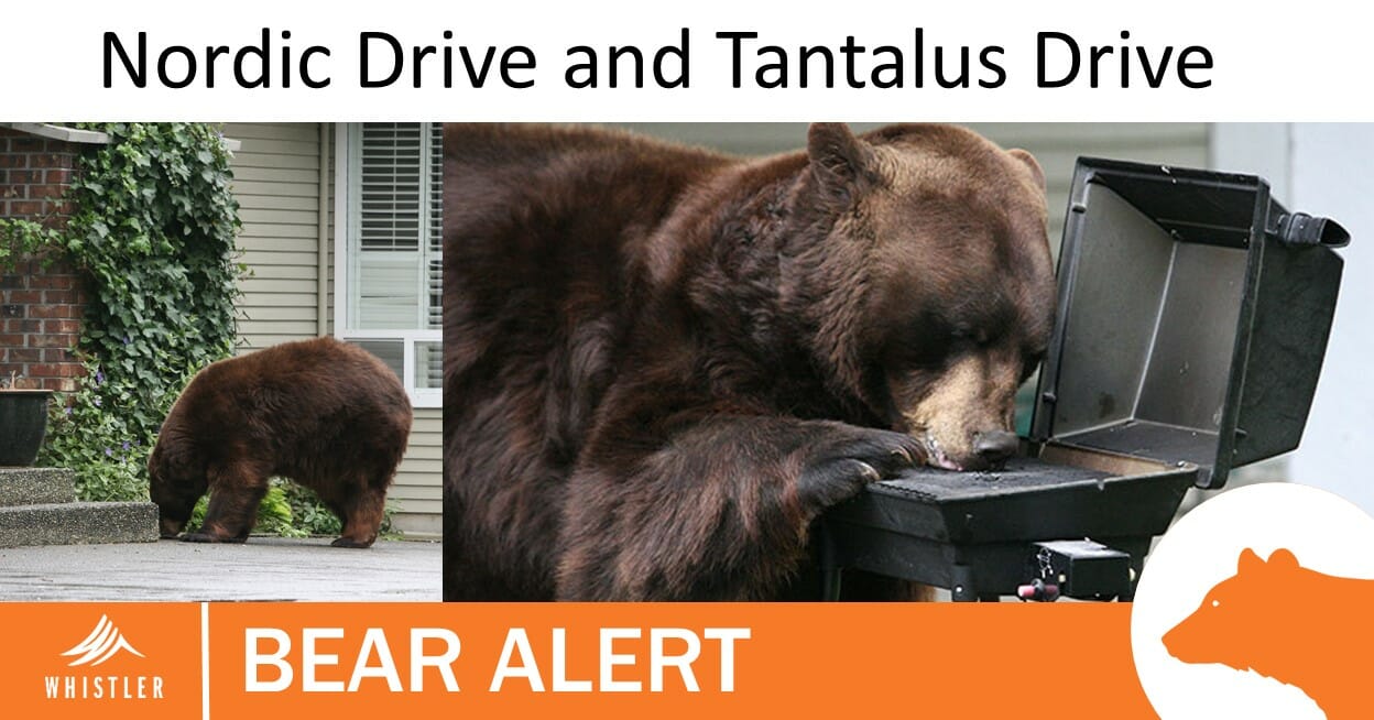 wild-life-alert-bear-alerts