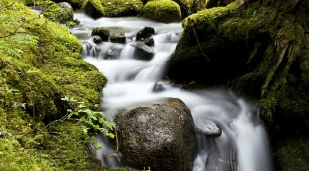 Photo of moss-covered stream in Whistler