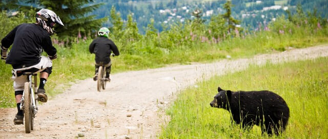 Mountain bikers ride past bear photo by Chad Chomlack