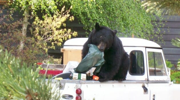 Bear into garbage RMOW photo