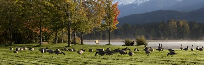 Rainbow Park geese, photo credit: Justa Jeskova