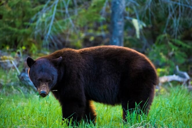 Black Bear spring Whistler photo credit: Mike Crane