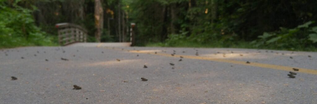 Toad migration on the Valley Trail at Lost Lake Park image