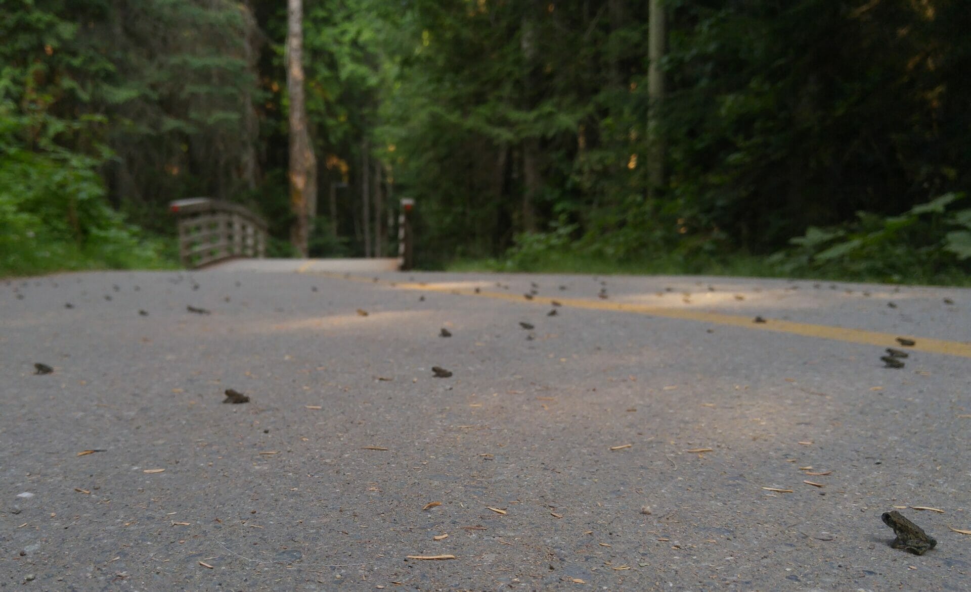 Toad migration on the Valley Trail at Lost Lake Park image