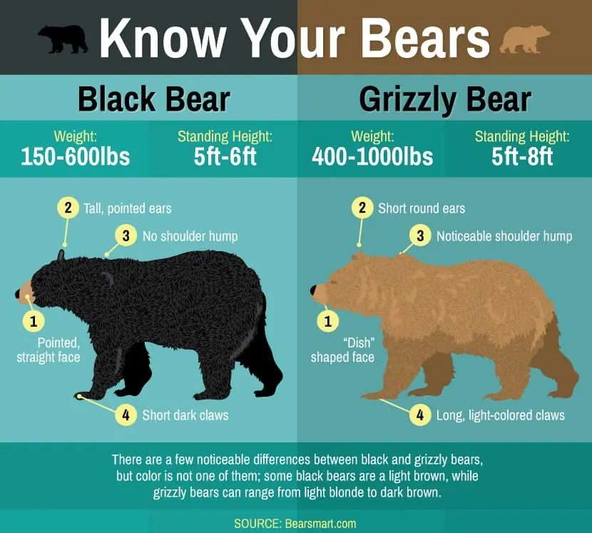 Types Of Bears In Canada