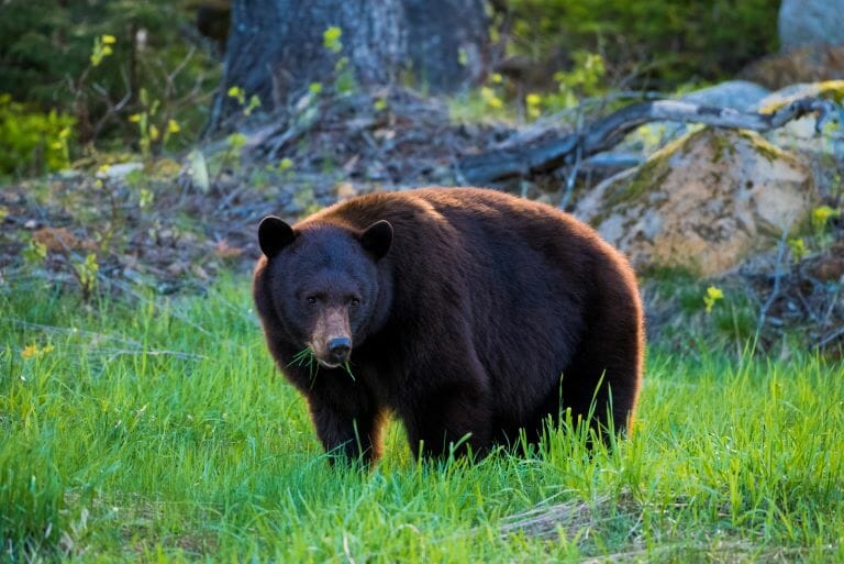 Bears in Whistler