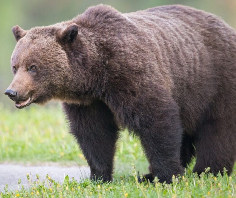 Grizzly bear