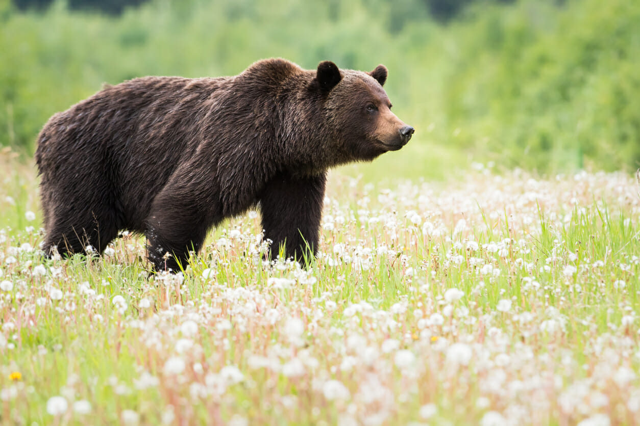 Grizzly bear