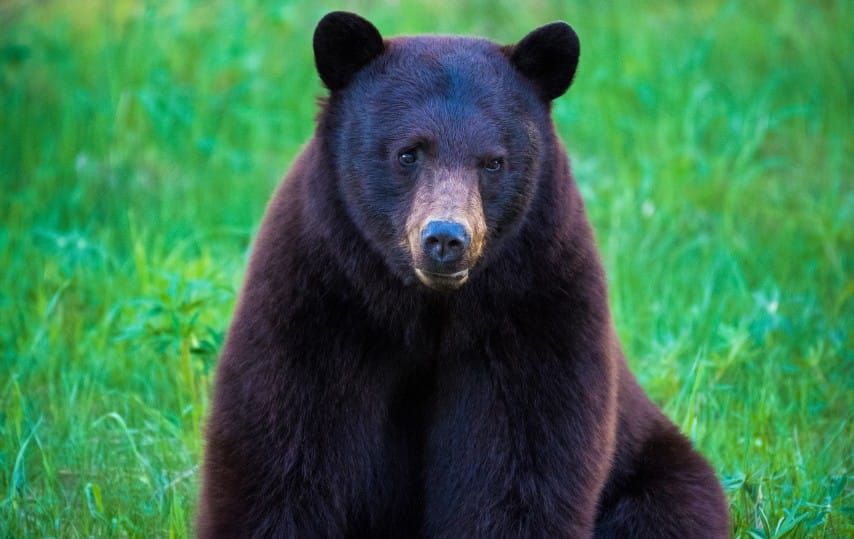 Black bear image by Mike Crane, RMOW