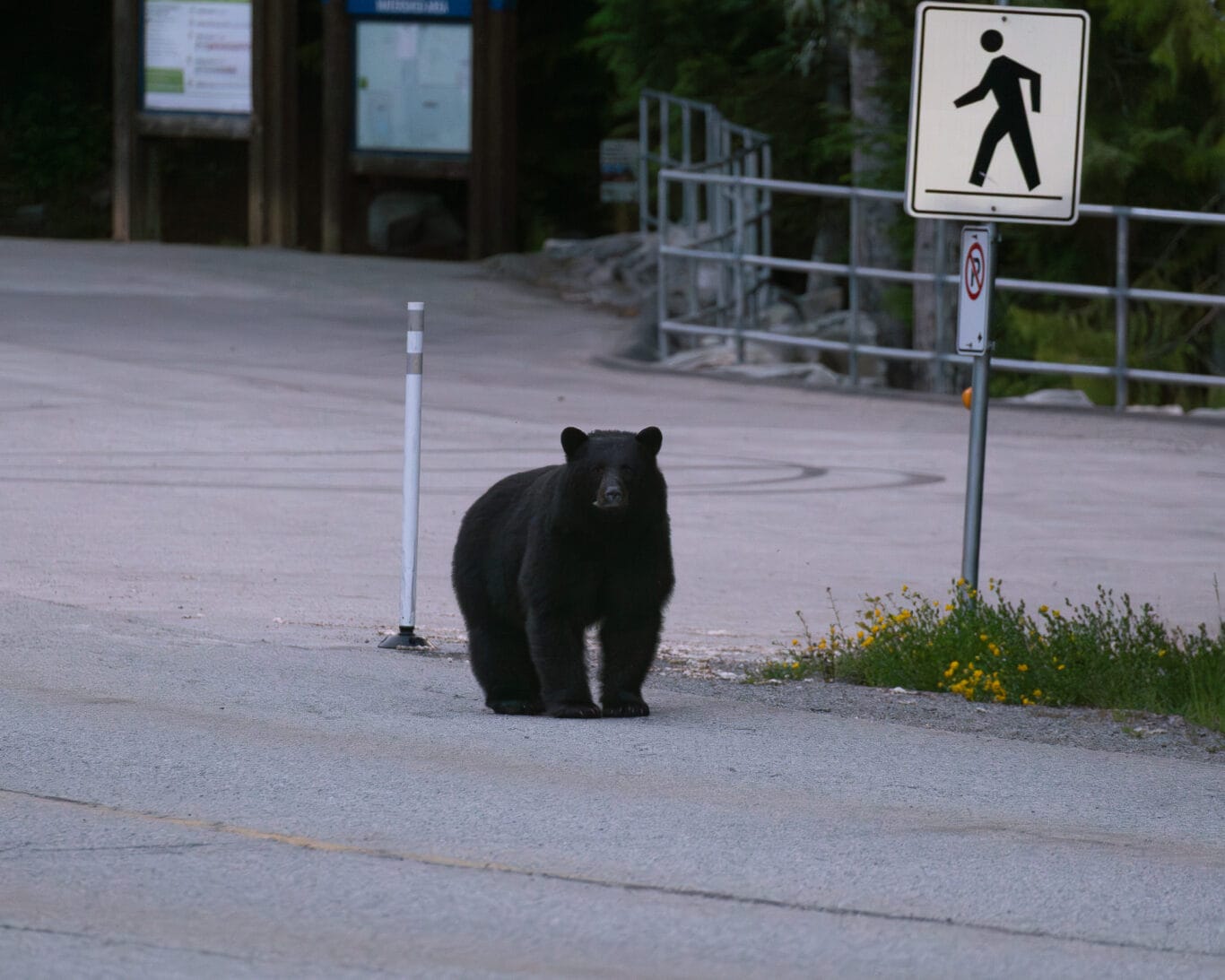 A black bear standing on a paved road near a pedestrian crossing sign in the background.