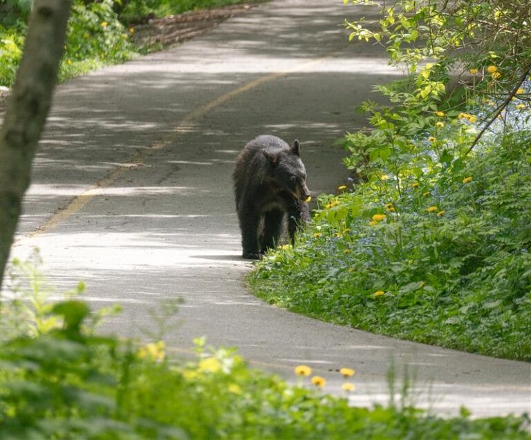 Photo of young black bear