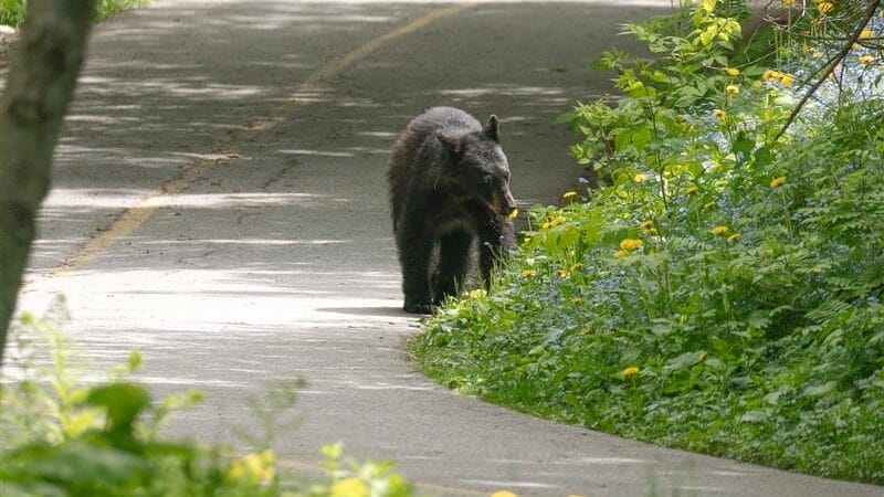 Photo of young black bear