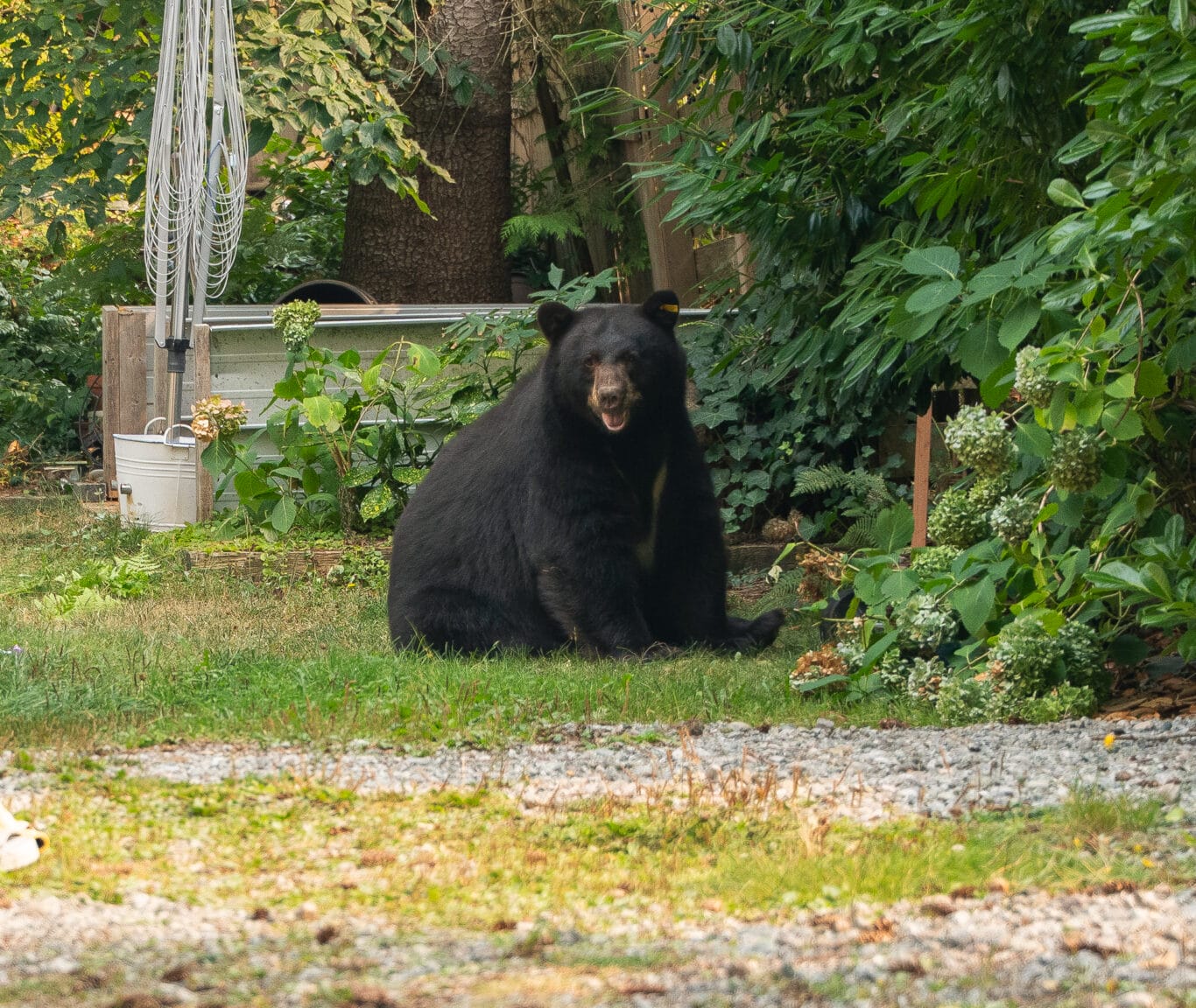 News | Bear Aware: Hyperphagia has begun. Here’s how you can help keep bears safe | Resort Municipality of Whistler