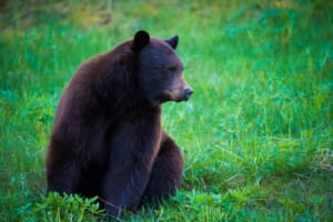 Black bear sitting in the grass