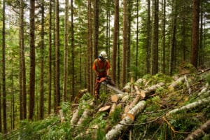 Tree thinning for forest fire fuel management