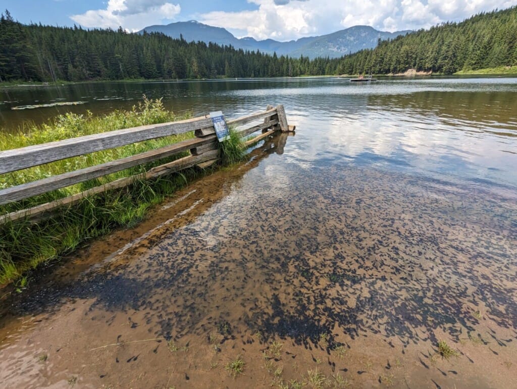 Shallow lake shore with a weathered wooden railing, grassy bank, and thousands of dark tadpoles in muddy water, mountains and forest in the background.