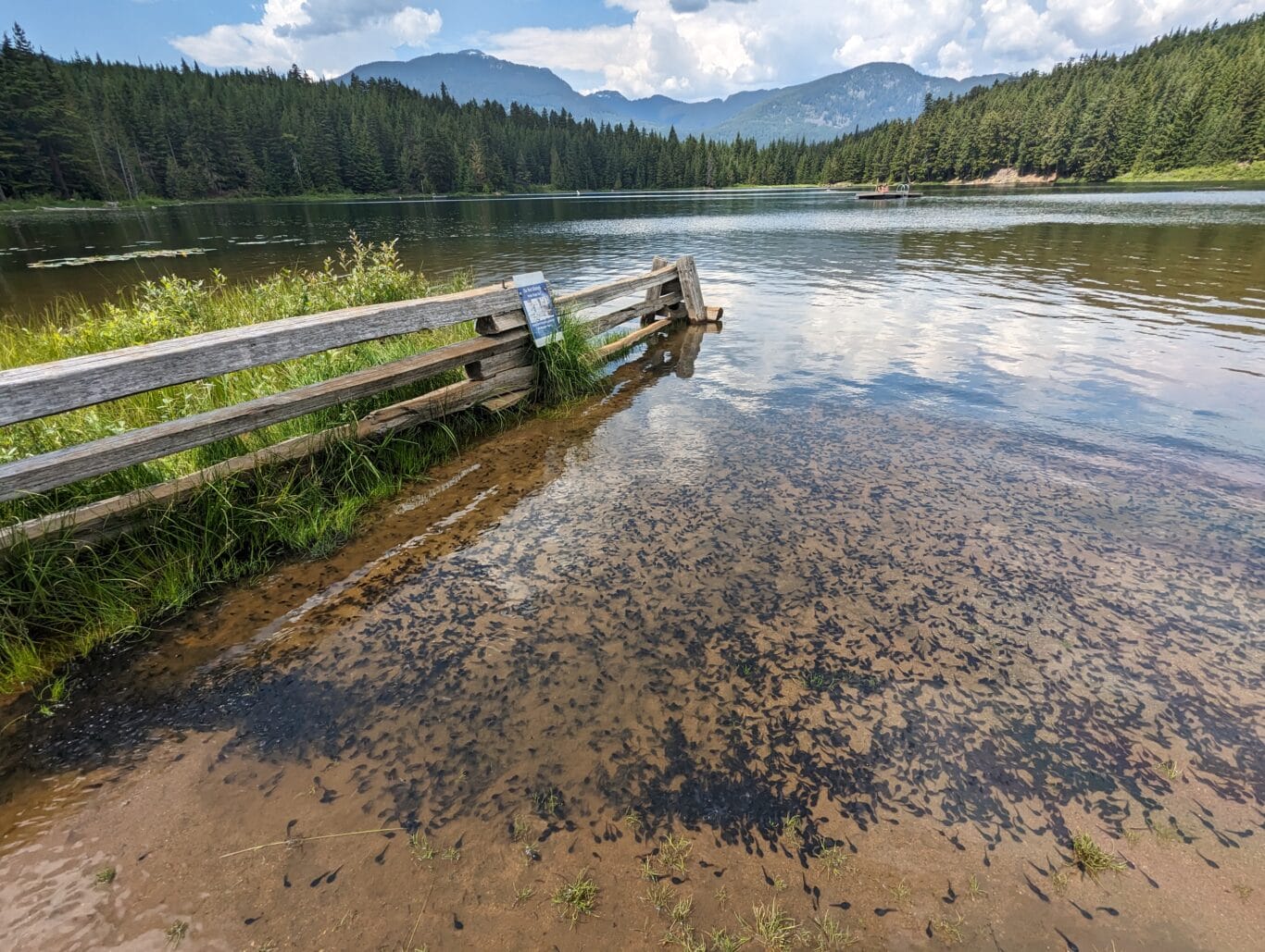 Shallow lake shore with a weathered wooden railing, grassy bank, and thousands of dark tadpoles in muddy water, mountains and forest in the background.