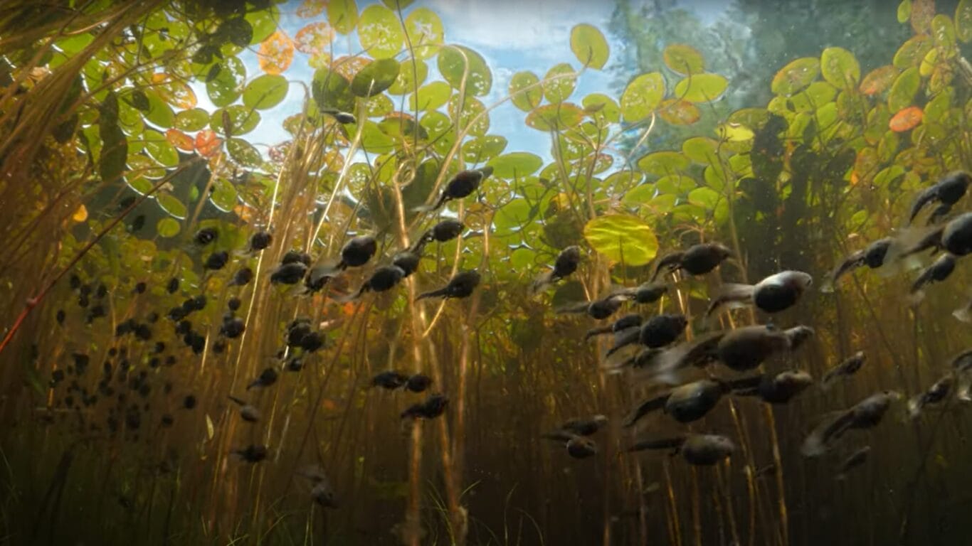 Tadpoles underwater in Lost Lake
