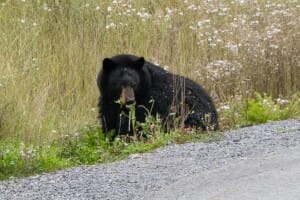 Black Bear in Whistler, BC
